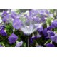 Форсунка Hunter 17AHE High Efficiency Pro-Spray радіус 5 м eco-friendly